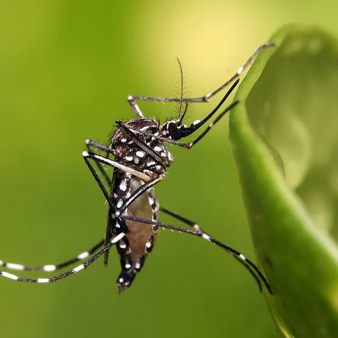Mosquito Aedes aegypti
