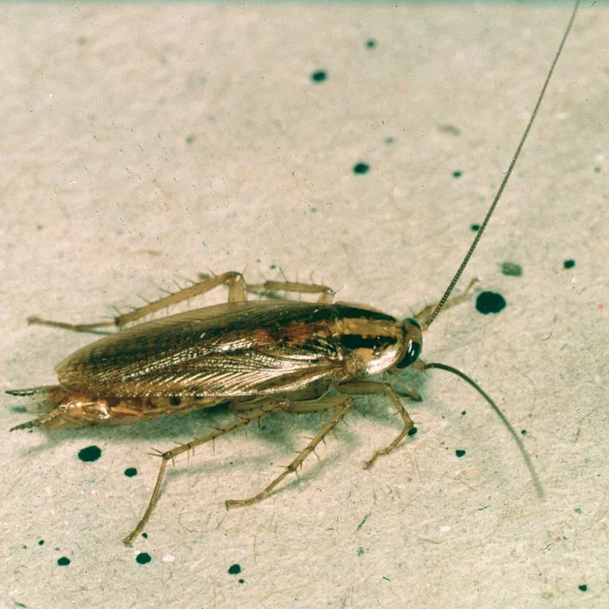 Barata alemã (Blattella germanica)