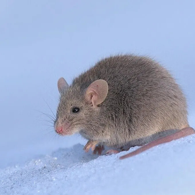 Camundongo (Mus musculus)