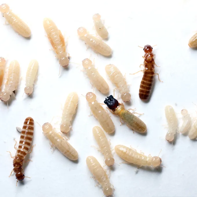Cupim de madeira seca (Cryptotermes brevis)