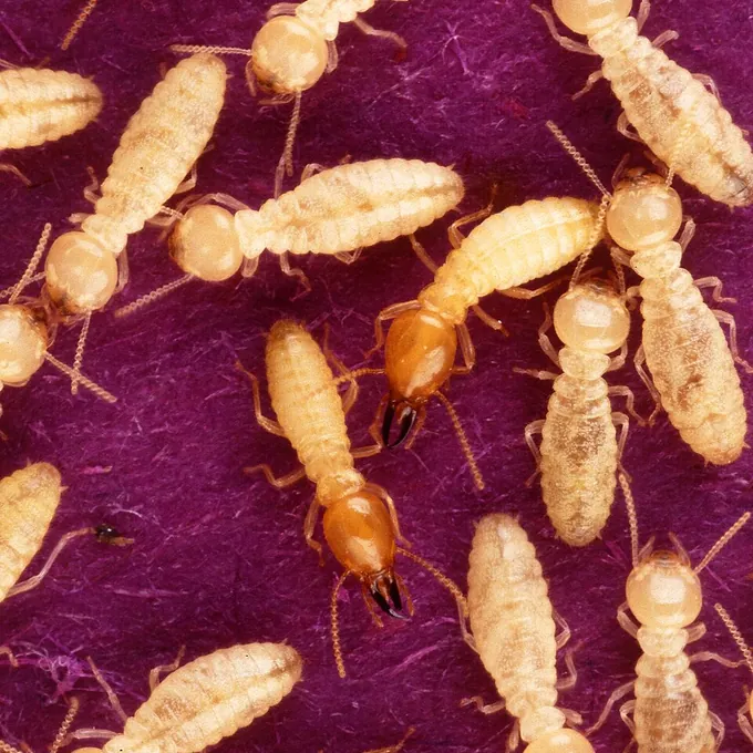 Cupim de solo (Coptotermes)