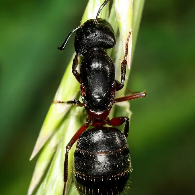 Formiga carpinteira (Camponotus)