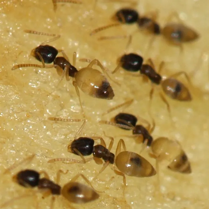 Formiga fantasma (Tapinoma melanocephalum)